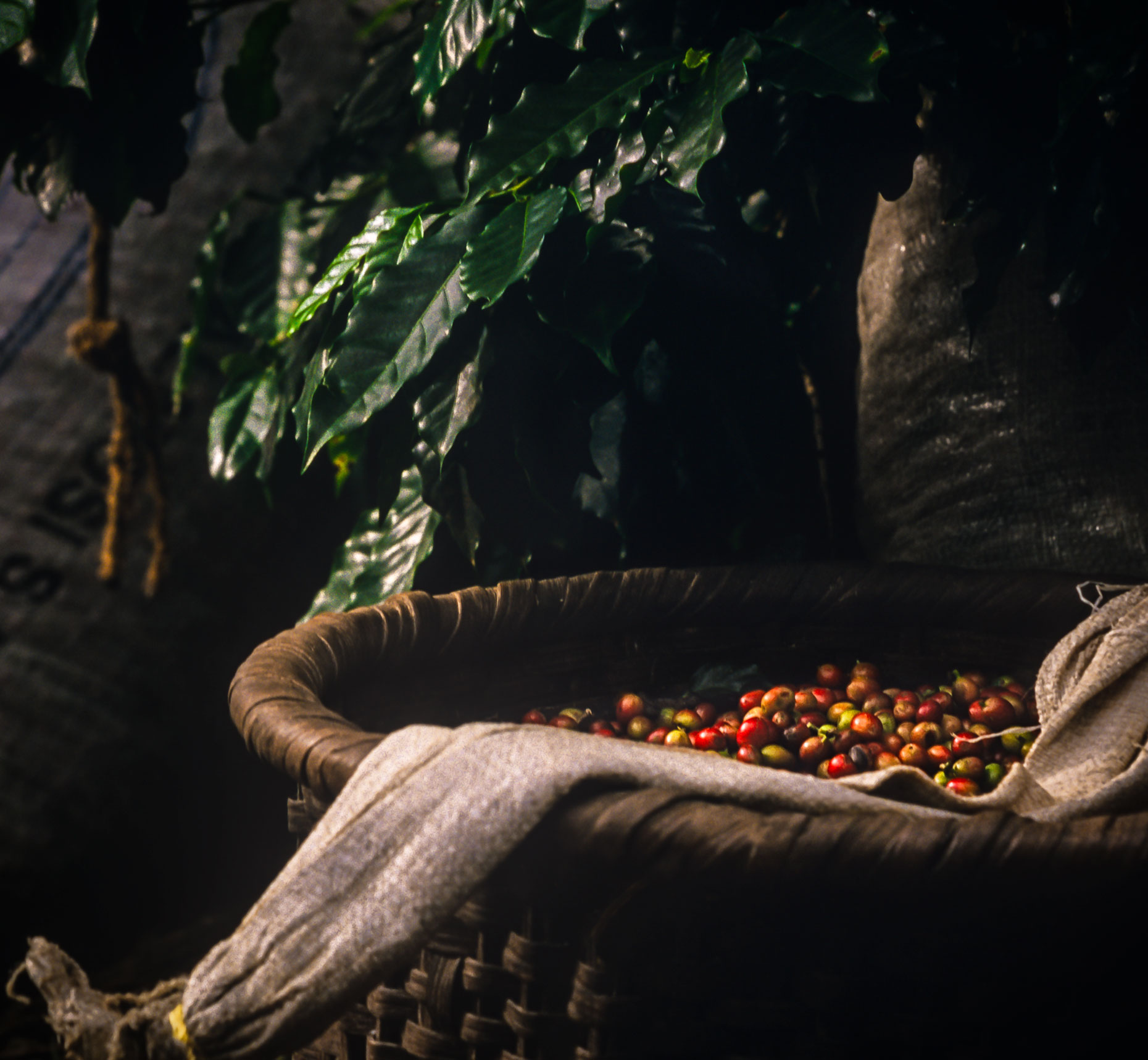 Recently picked coffee cherries in a basket underneath a coffee tree. Agriculture photography