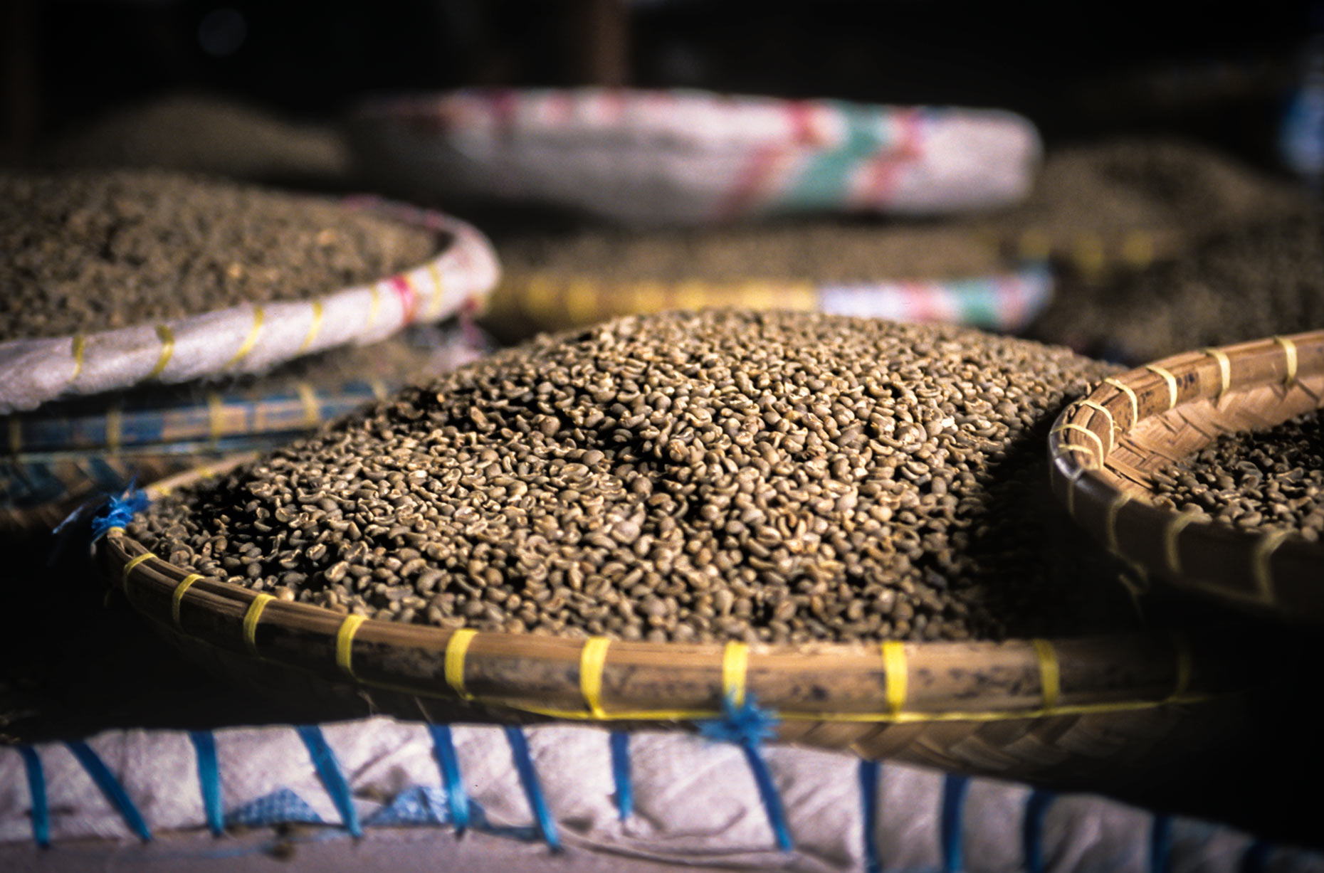 Dried coffee beans in basket ready to sort. Agriculture photography