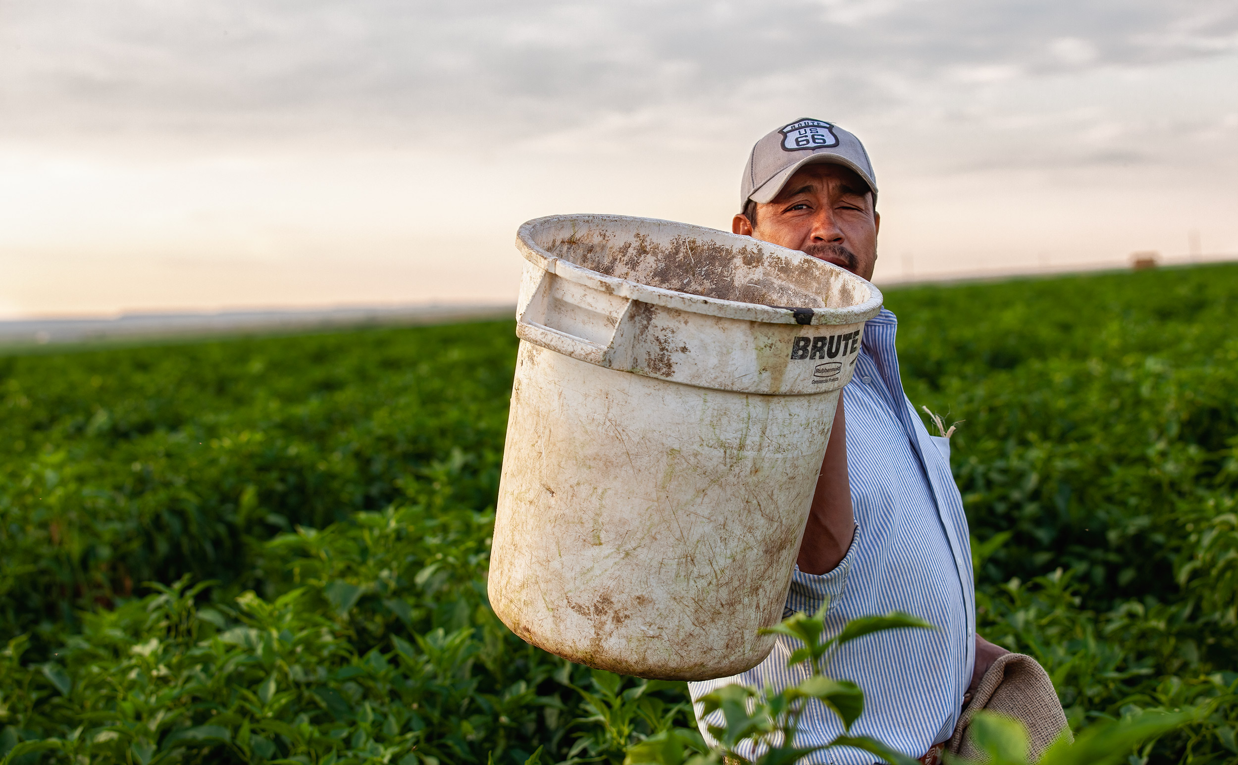 A crop worker peering over his empty basket in the field. agriculture photography 