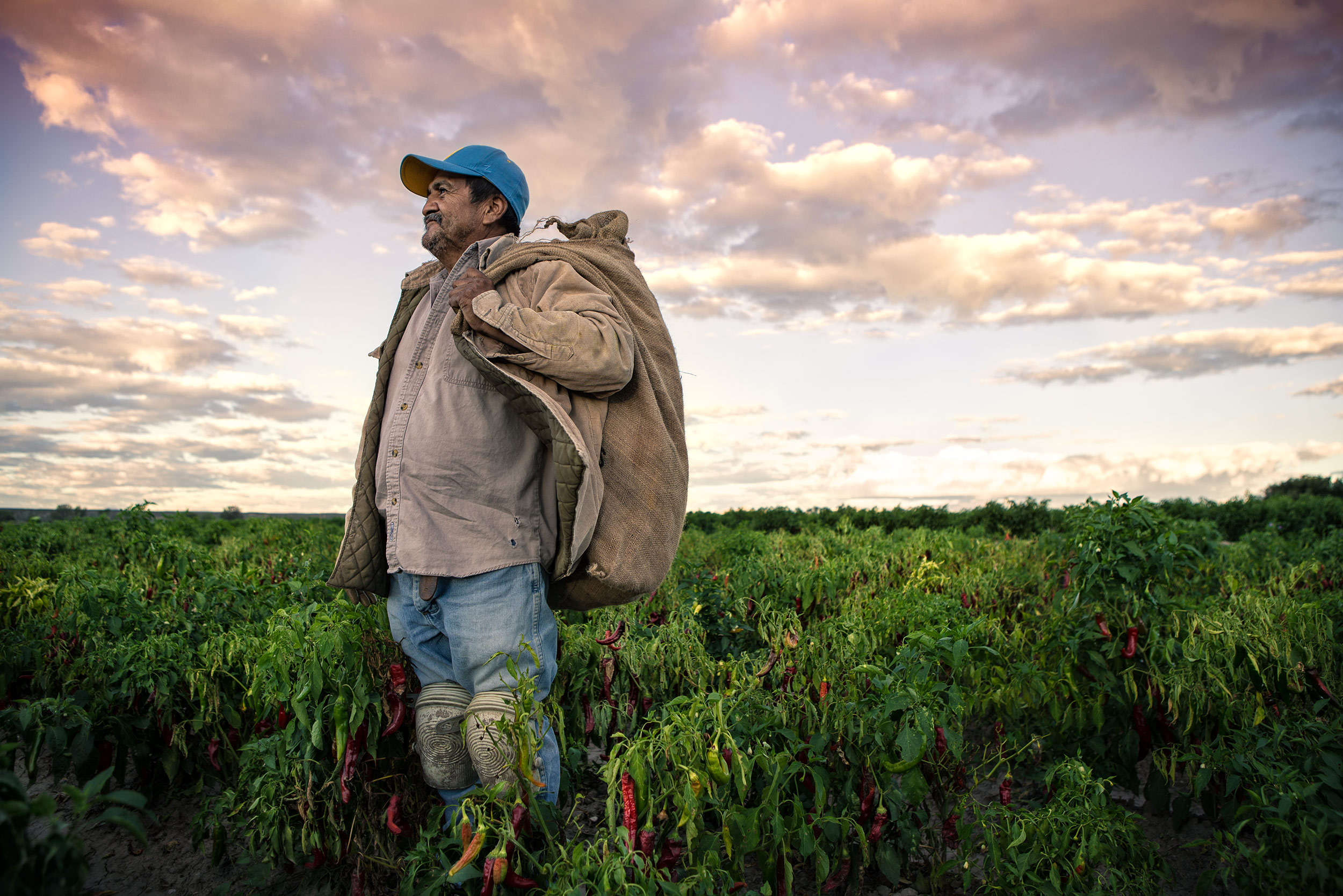 Portrait of  a Male crop worker in a chili field. Agriculture photography. 