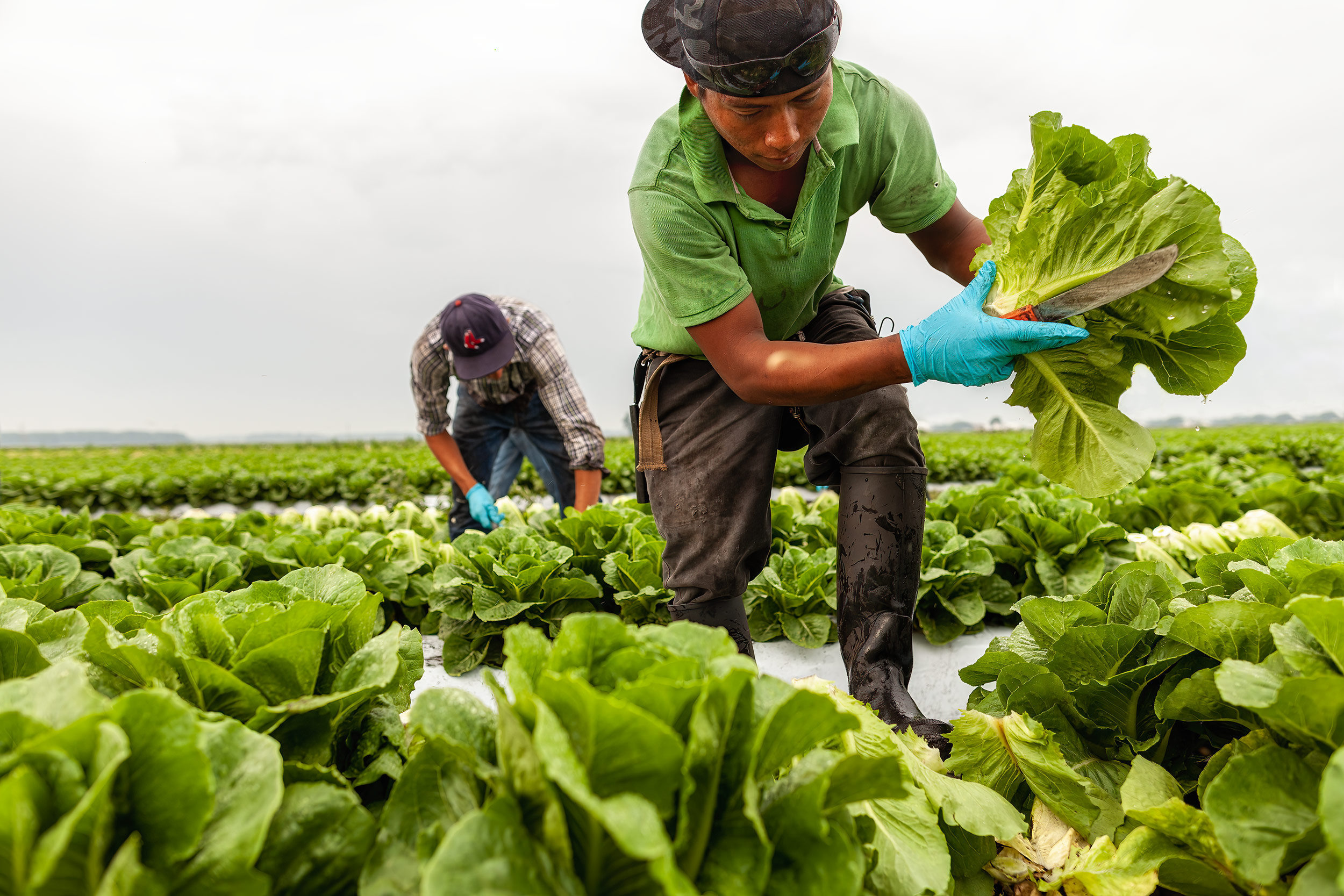 Two Crop workers harvesting romaine lettuce in a field. Agriculture Photography