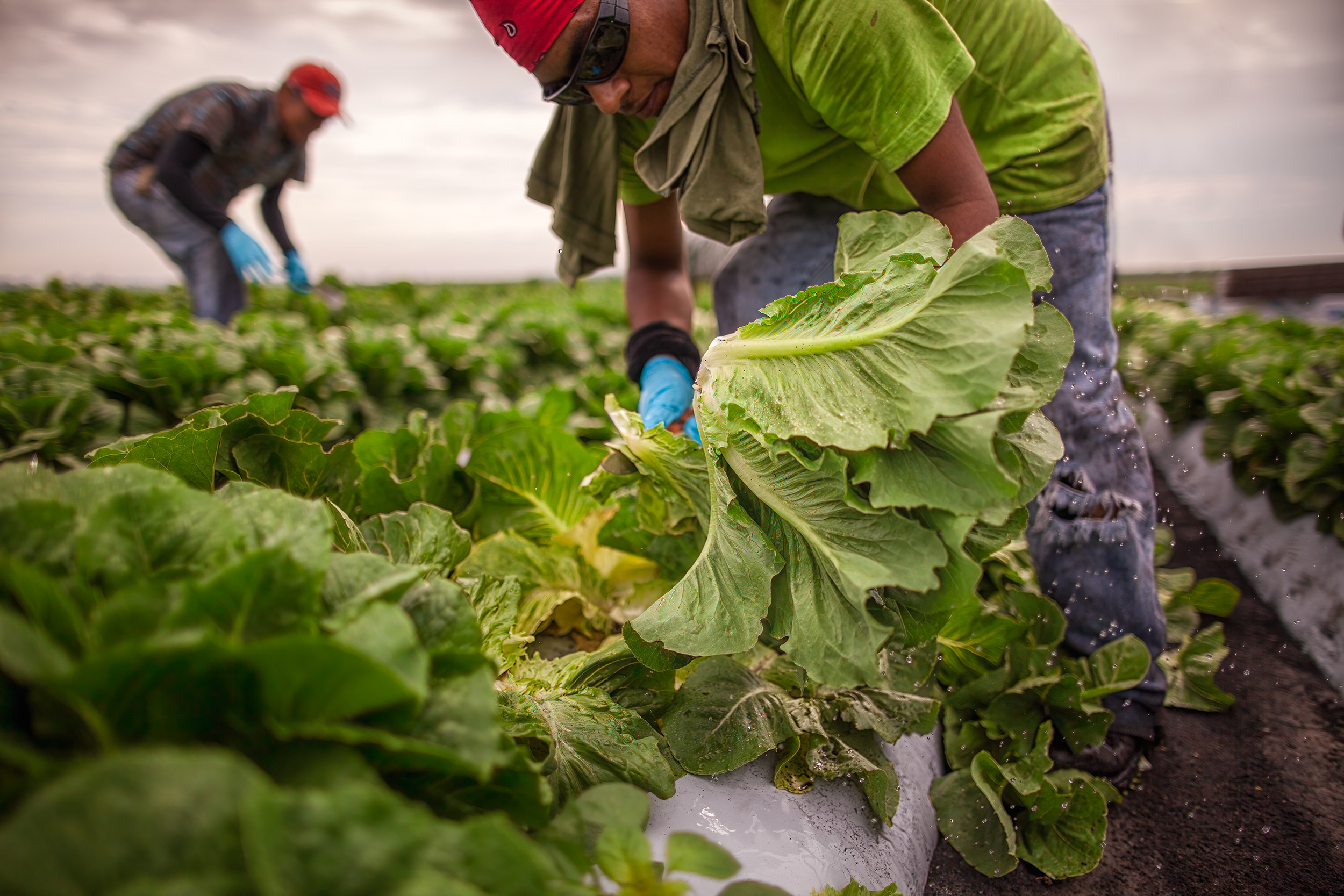 agriculture photography crop workers harvesting romaine lettuce in a field