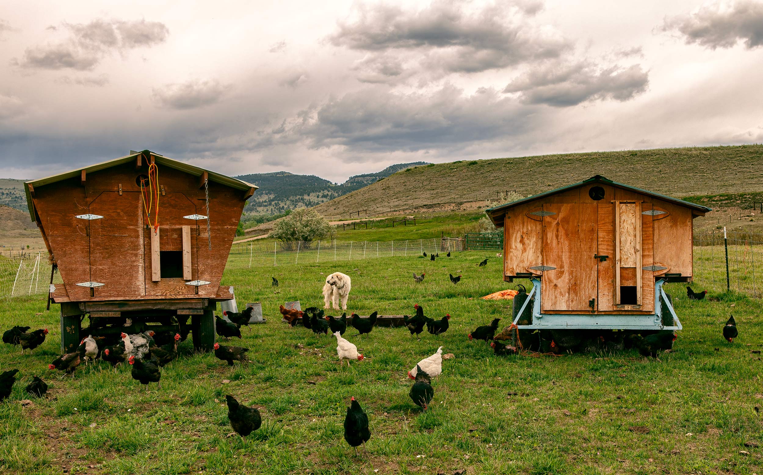 Mobile chicken coops with chickens and livestock guardian dog. . Livestock photography
