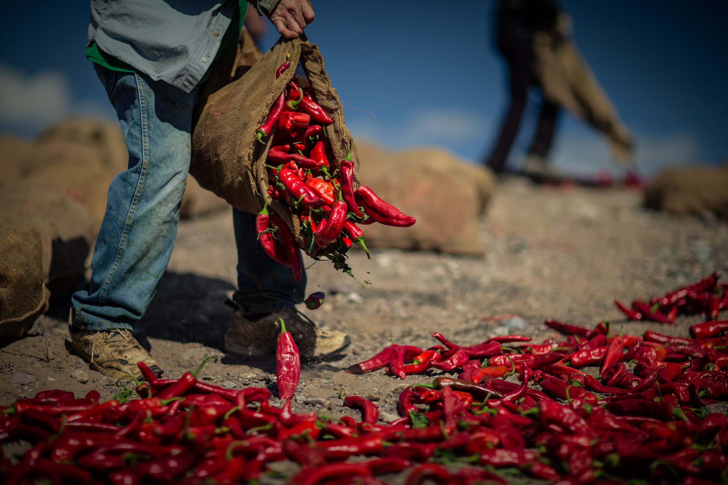 Agriculture Photography red chili peppers being spread in field