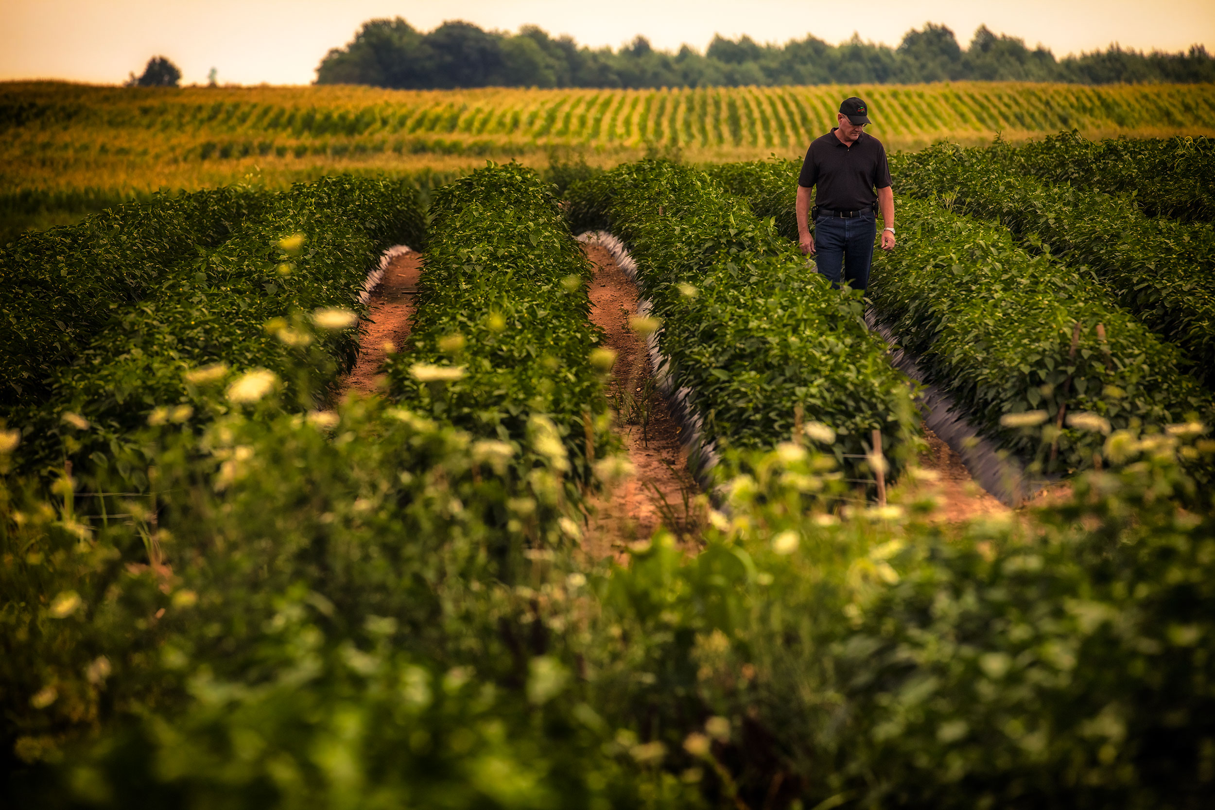 Farmer walking thru pepper field at sunrise. agriculture photography 