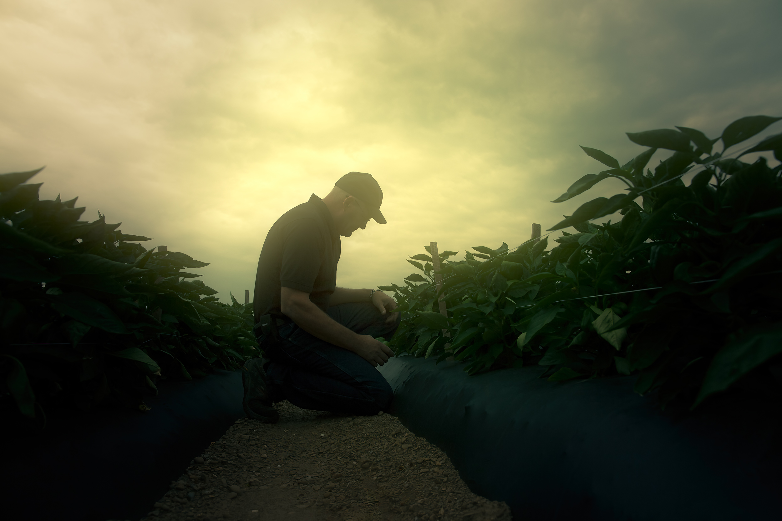 Farmer checking on pepper crop in foggy morning agriculture photography