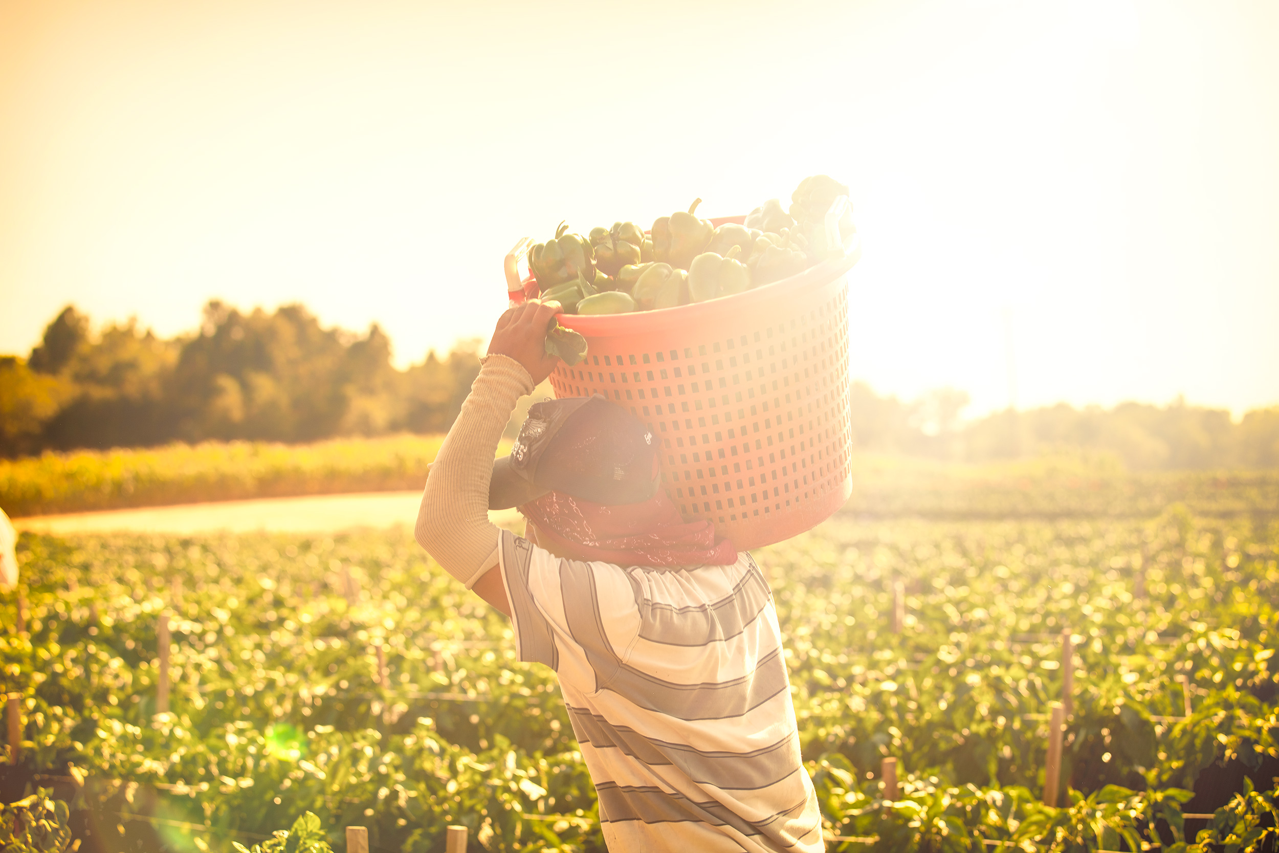 Crop picker with bucket of green peppers on shoulder in field with sun flare. agriculture photography 