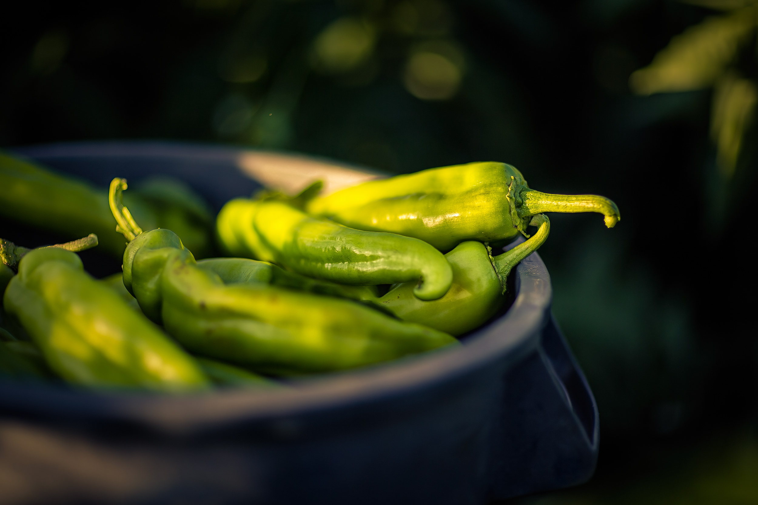 Green chili peppers in bucket. Agriculture Photography