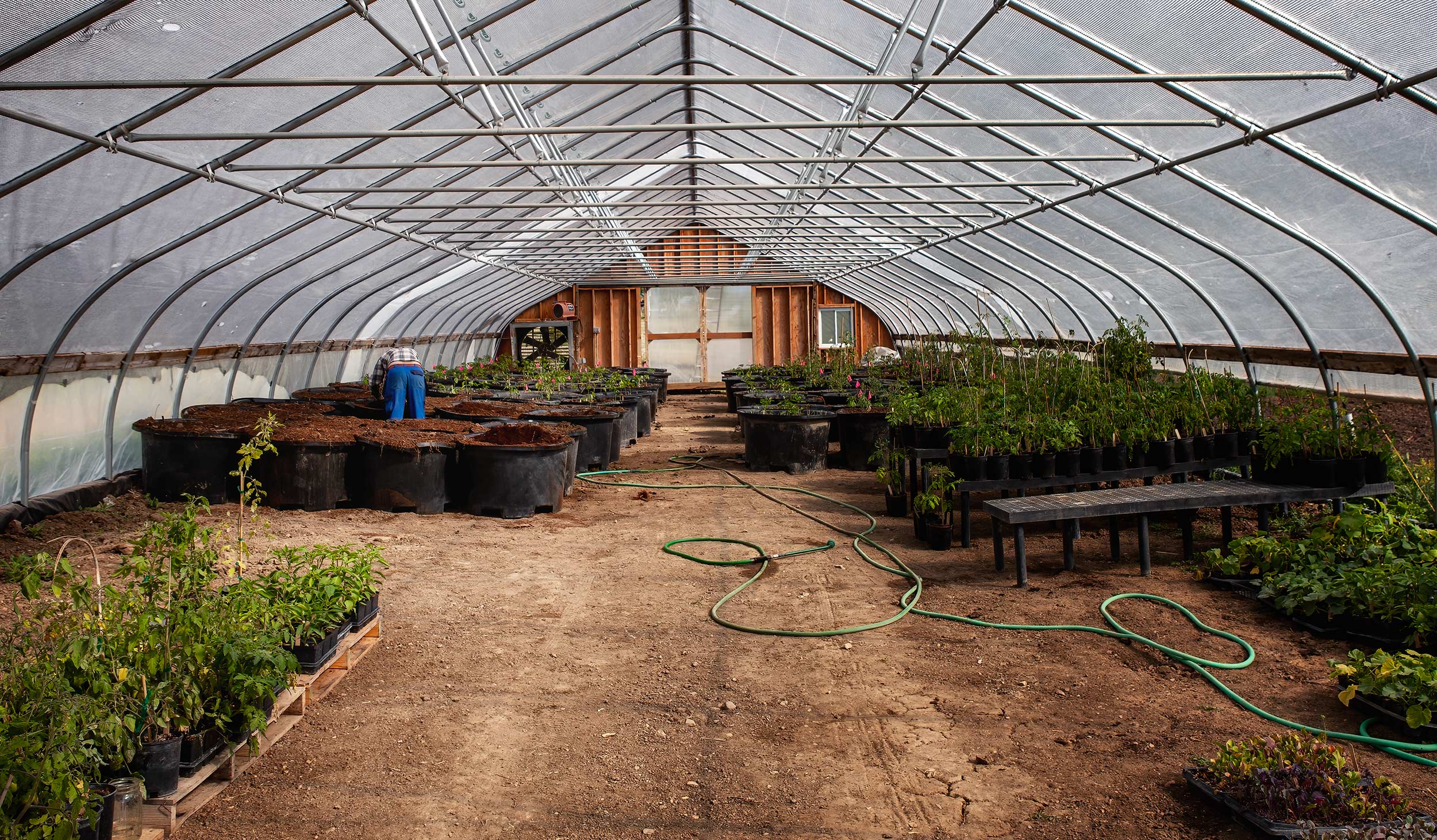 Crop starters in a greenhouse. agriculture photography. 