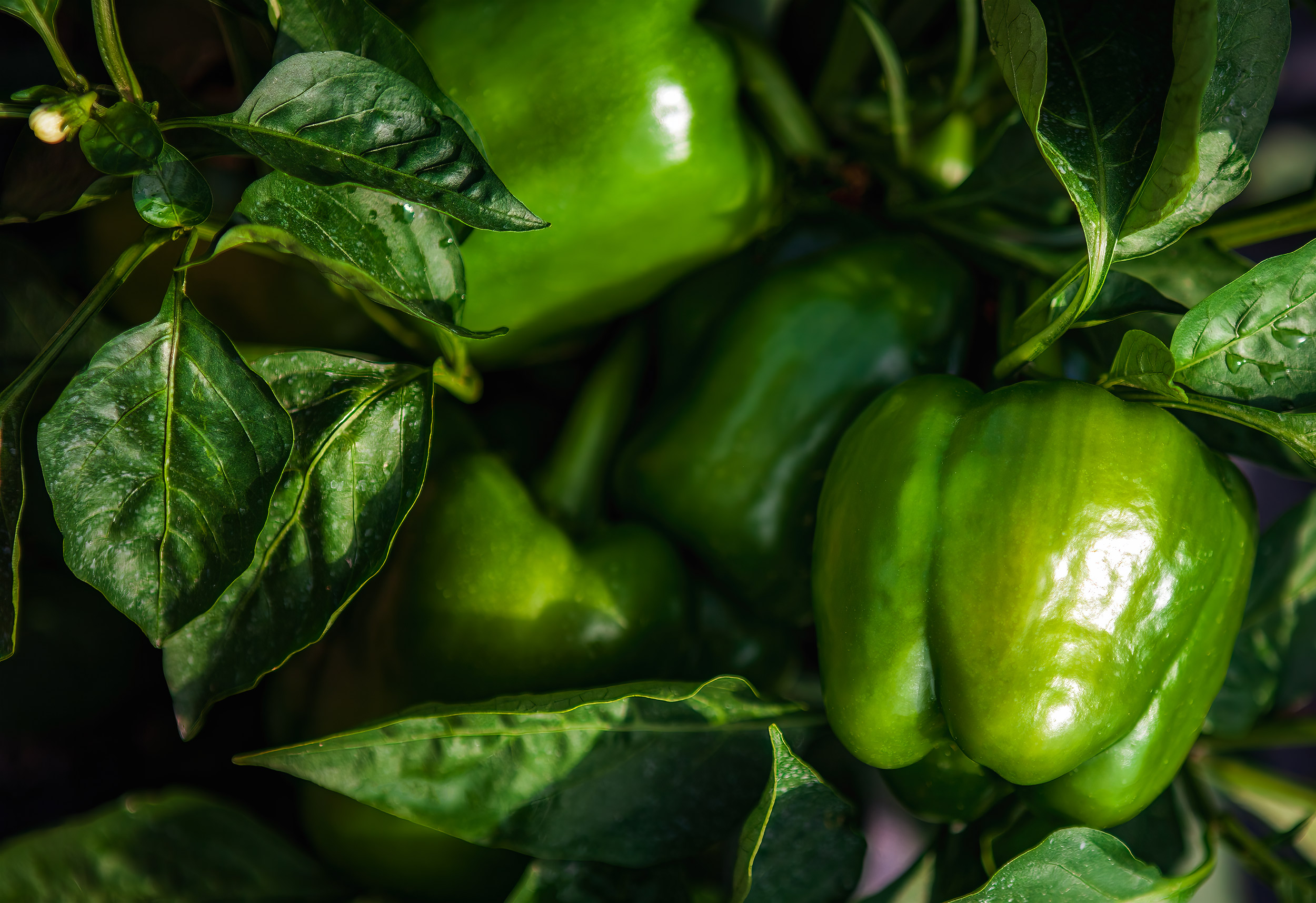  green peppers up close still on the plant in a field. agriculture photography. 