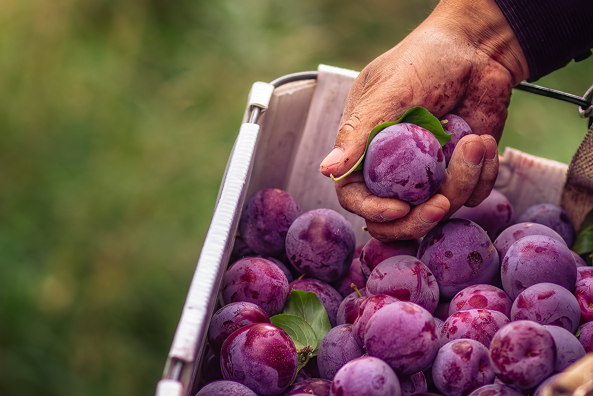 Crop worker hands and plums in a picker