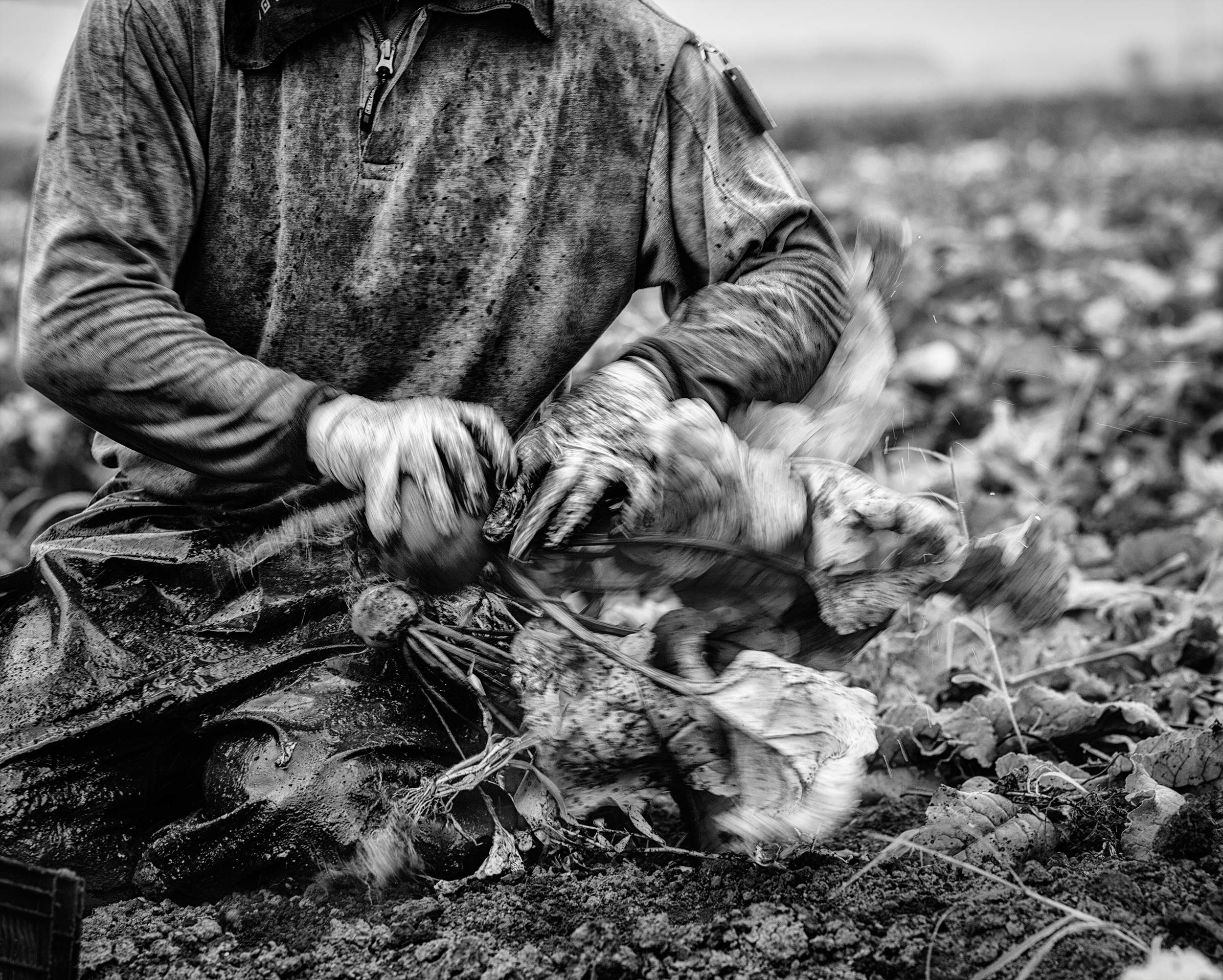 Black and white photo of beet being harvested in field closeup. Agriculture Photography 