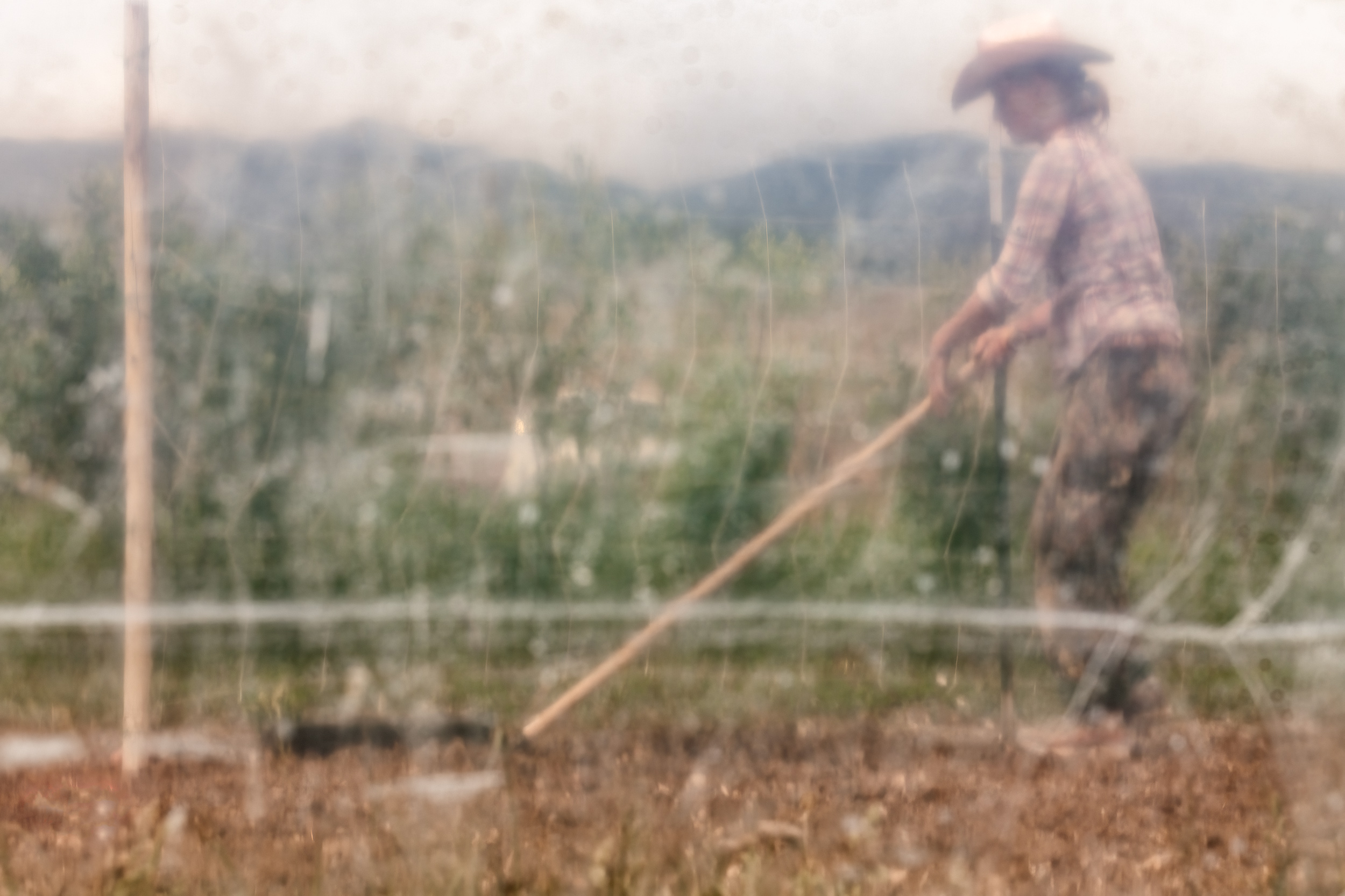 A woman planting garden in small family owned farm. agriculture photography 