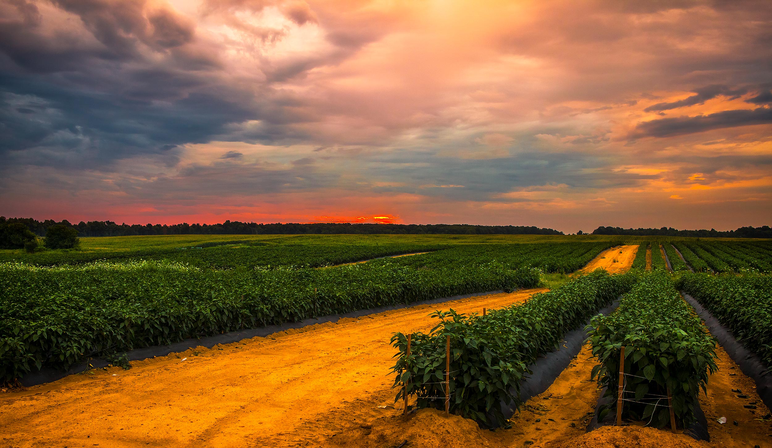 Overcast sunrise of pepper crop and dirt road agriculture photography