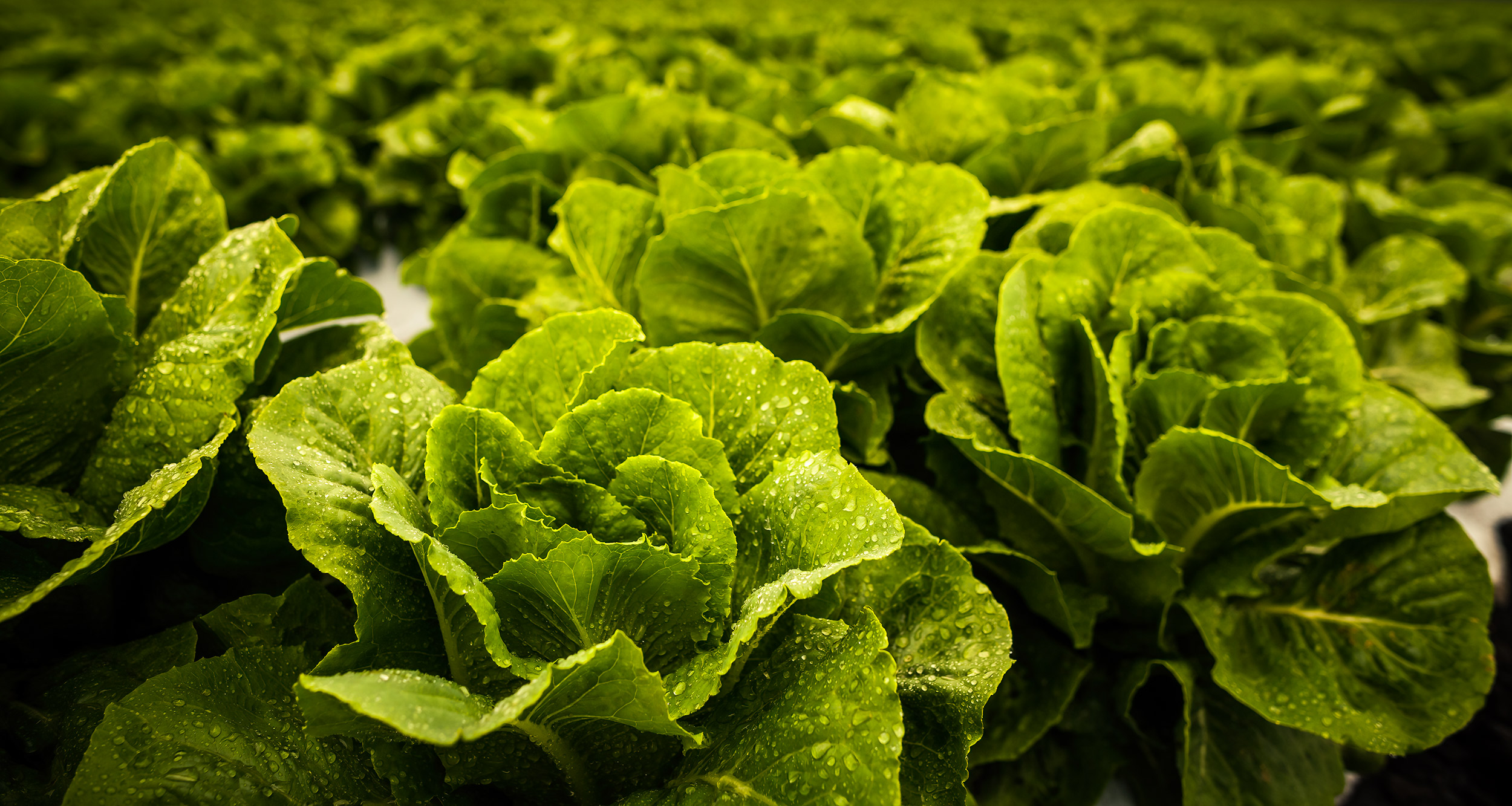Romaine lettuce ready to harvest in the field. agriculture photography.