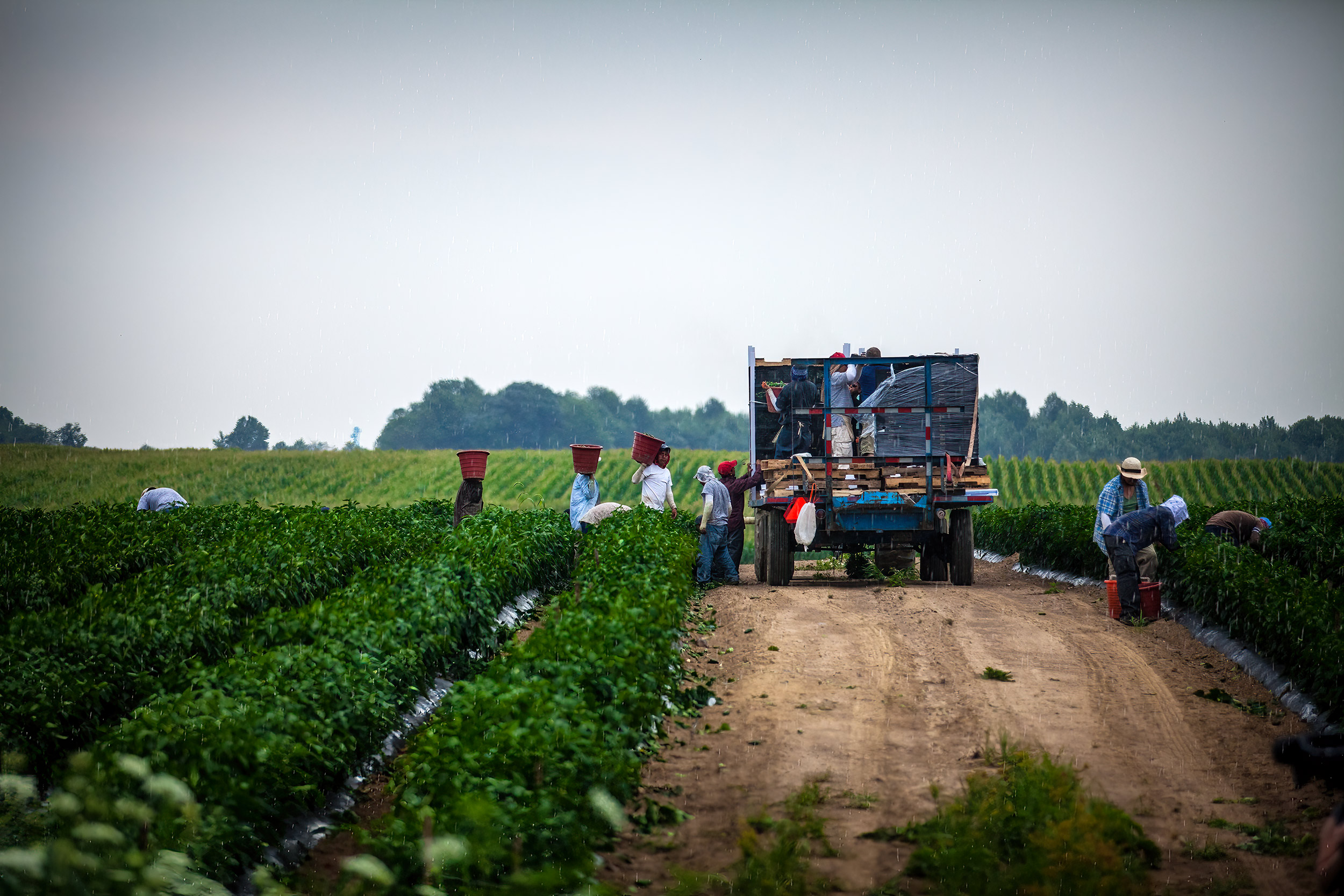 Crop pickers loading jalapeno baskets onto the harvest truck. agriculture photography 