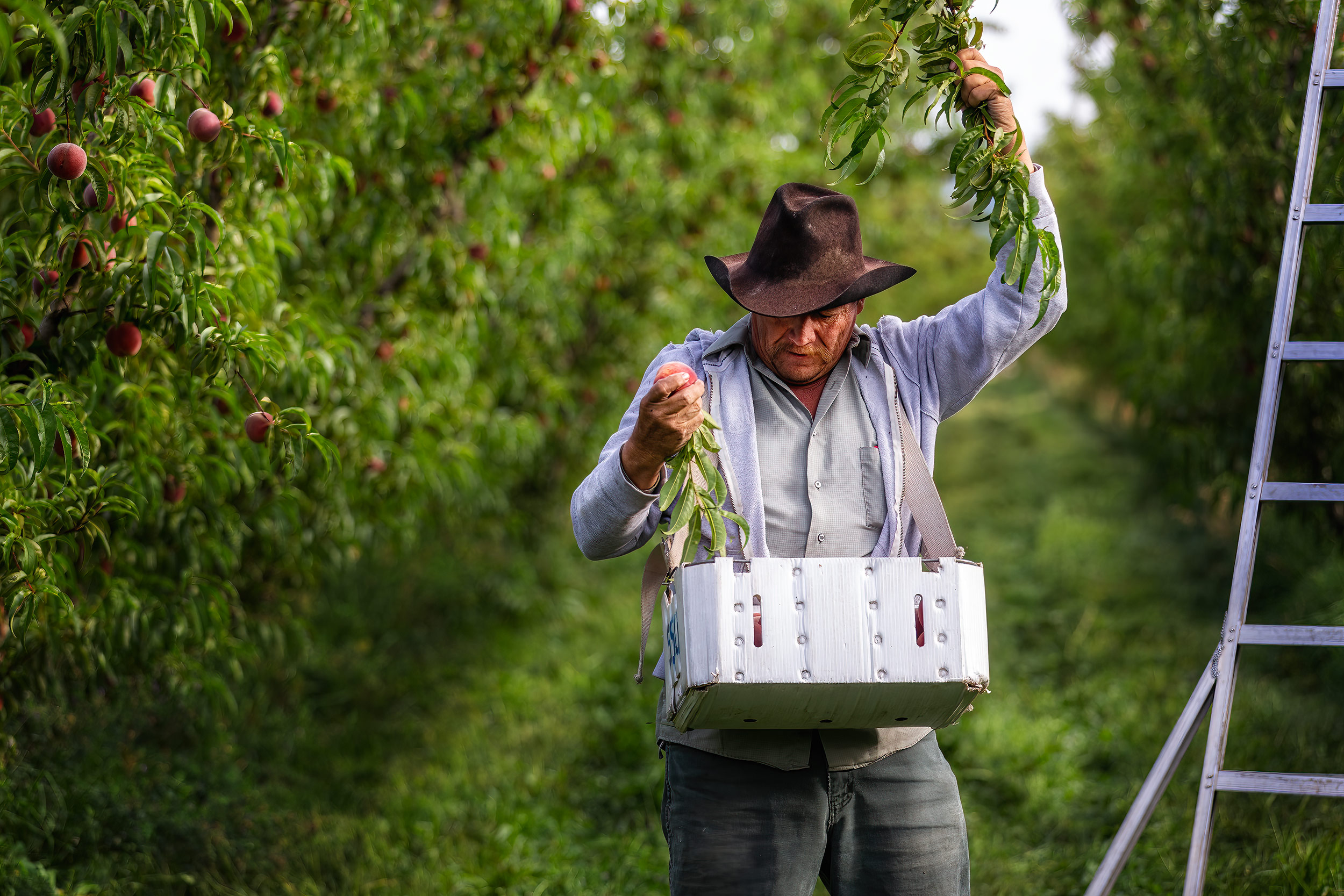 Agriculture Photography crop worker picking organic peaches in orchard