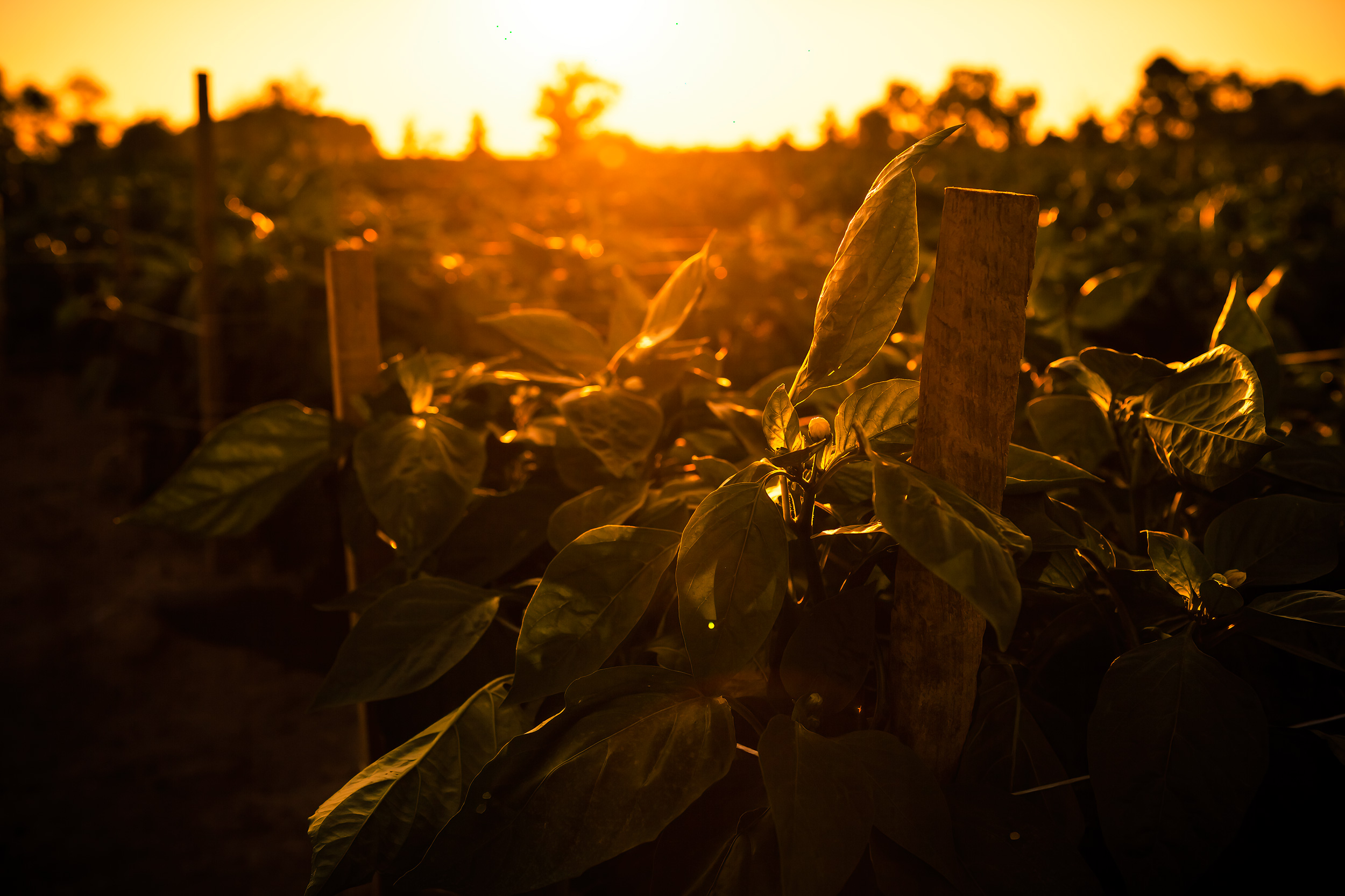 Agriculture Photography pepper plants in field at sunset close up