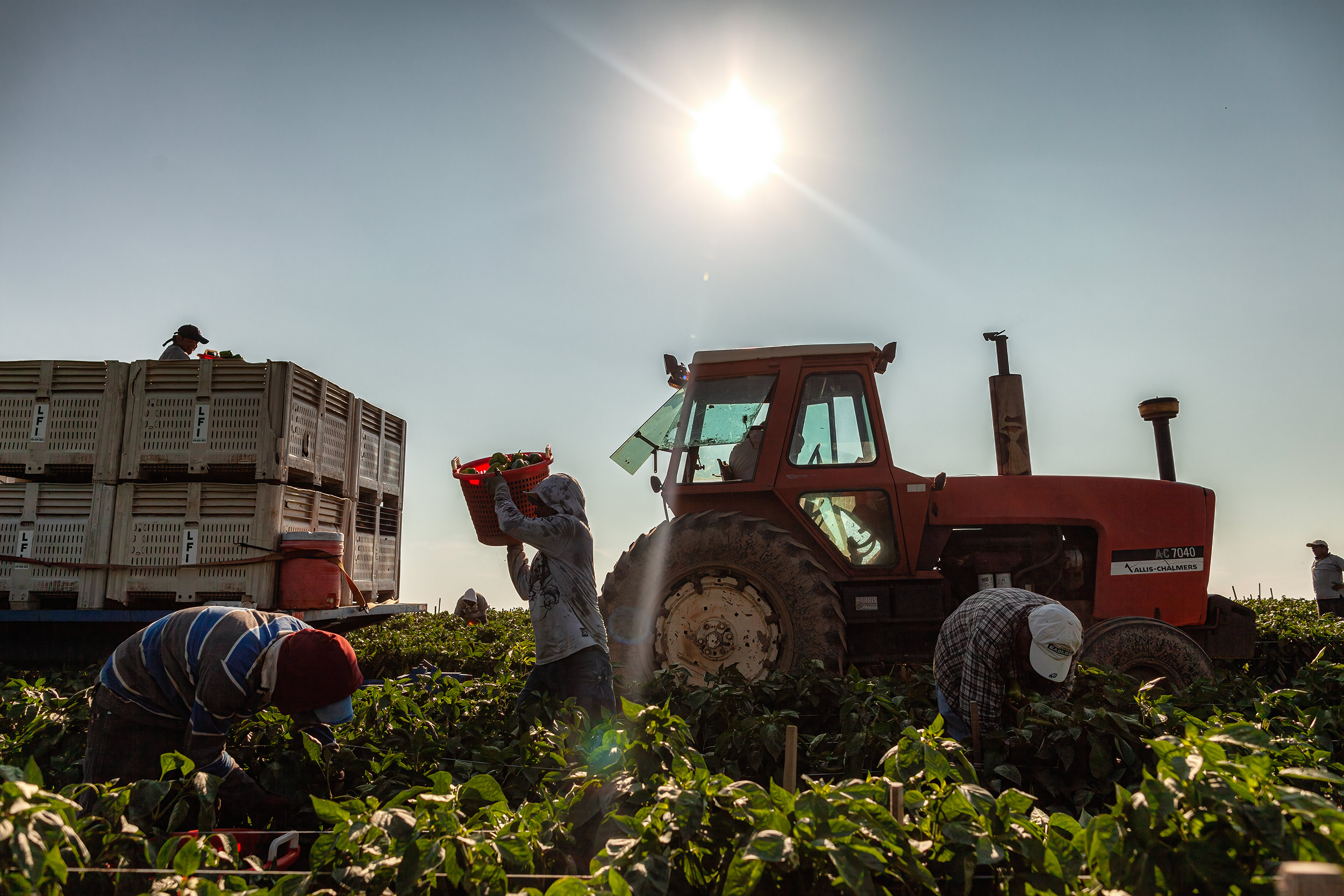 Tractor hauling crop pickers harvest of chili peppers in a field on a sunny day. agriculture photography.