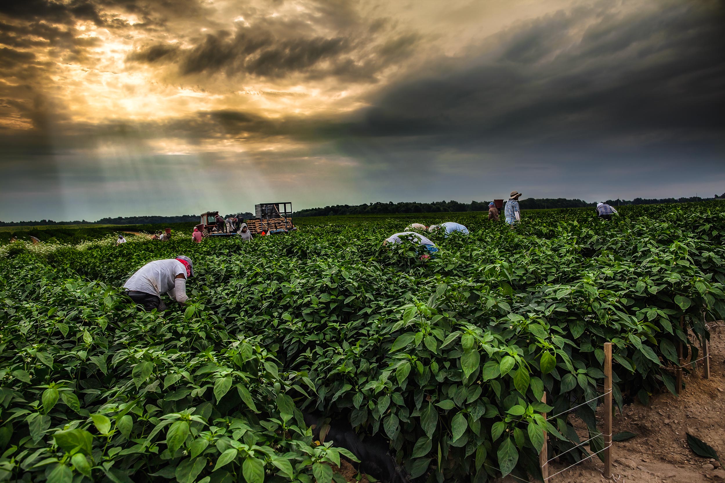 agriculture photography crop pickers in pepper field with overcast and sun rays