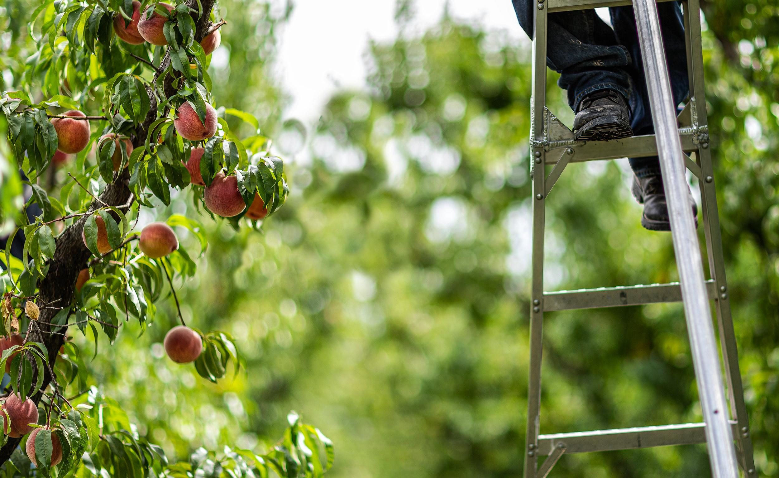 Agriculture Photography crop worker picking organic peaches in orchard on ladder
