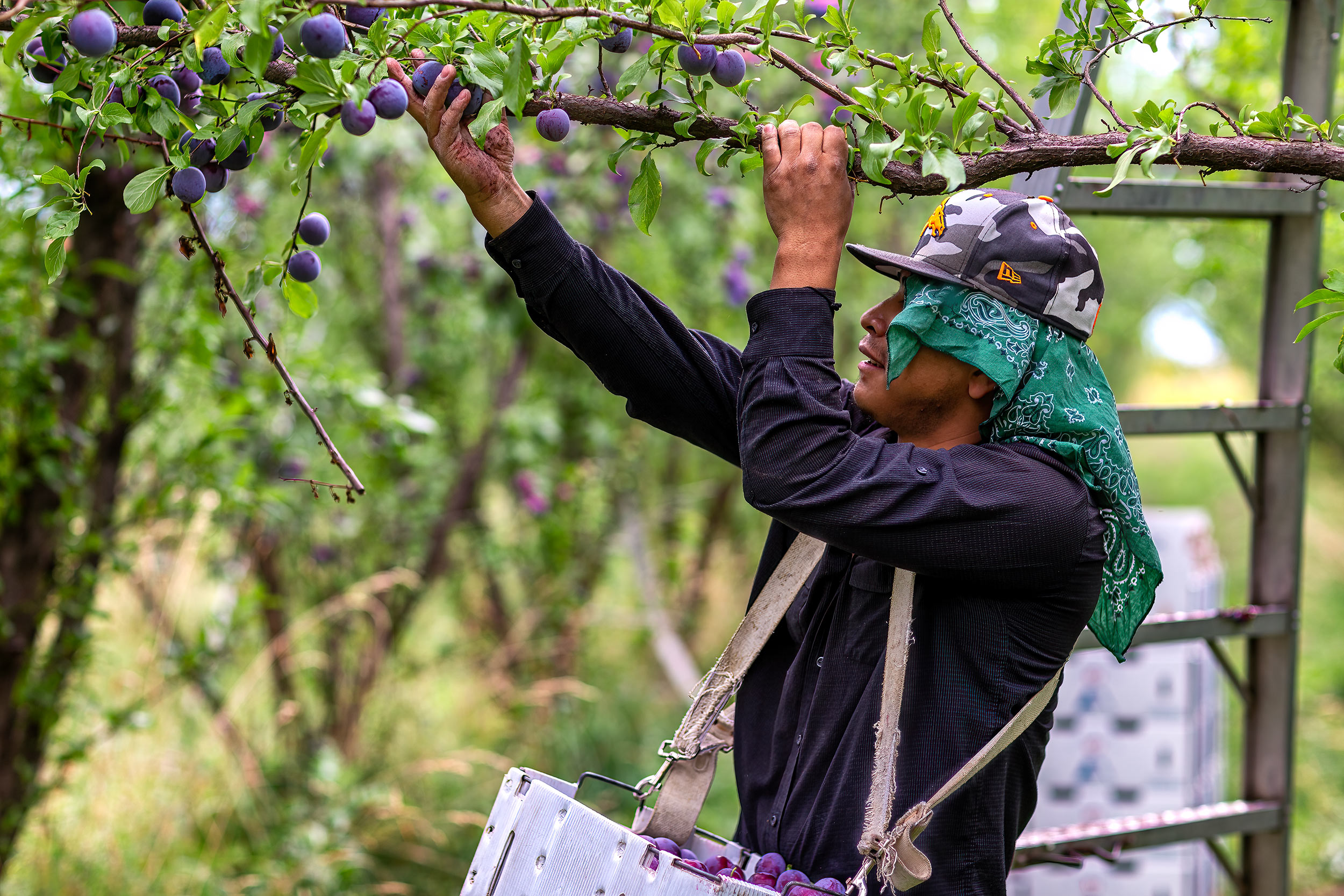 Crop worker picking organic plums in an orchard. Agriculture Photography