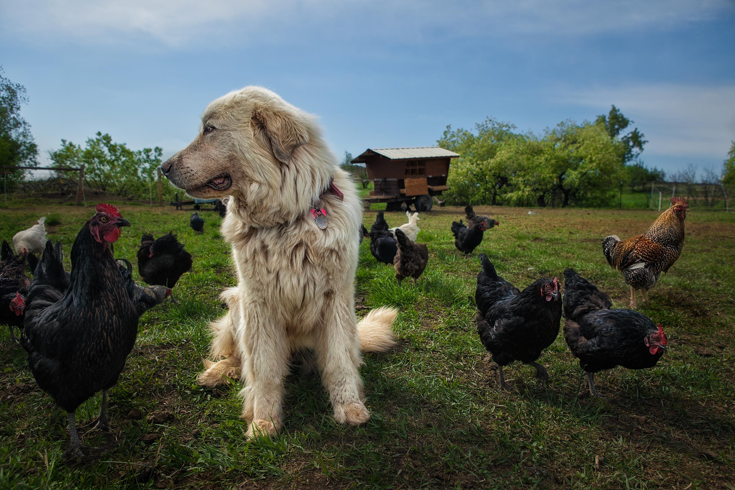great pyrenees guarding chickens in pasture. Livestock photography