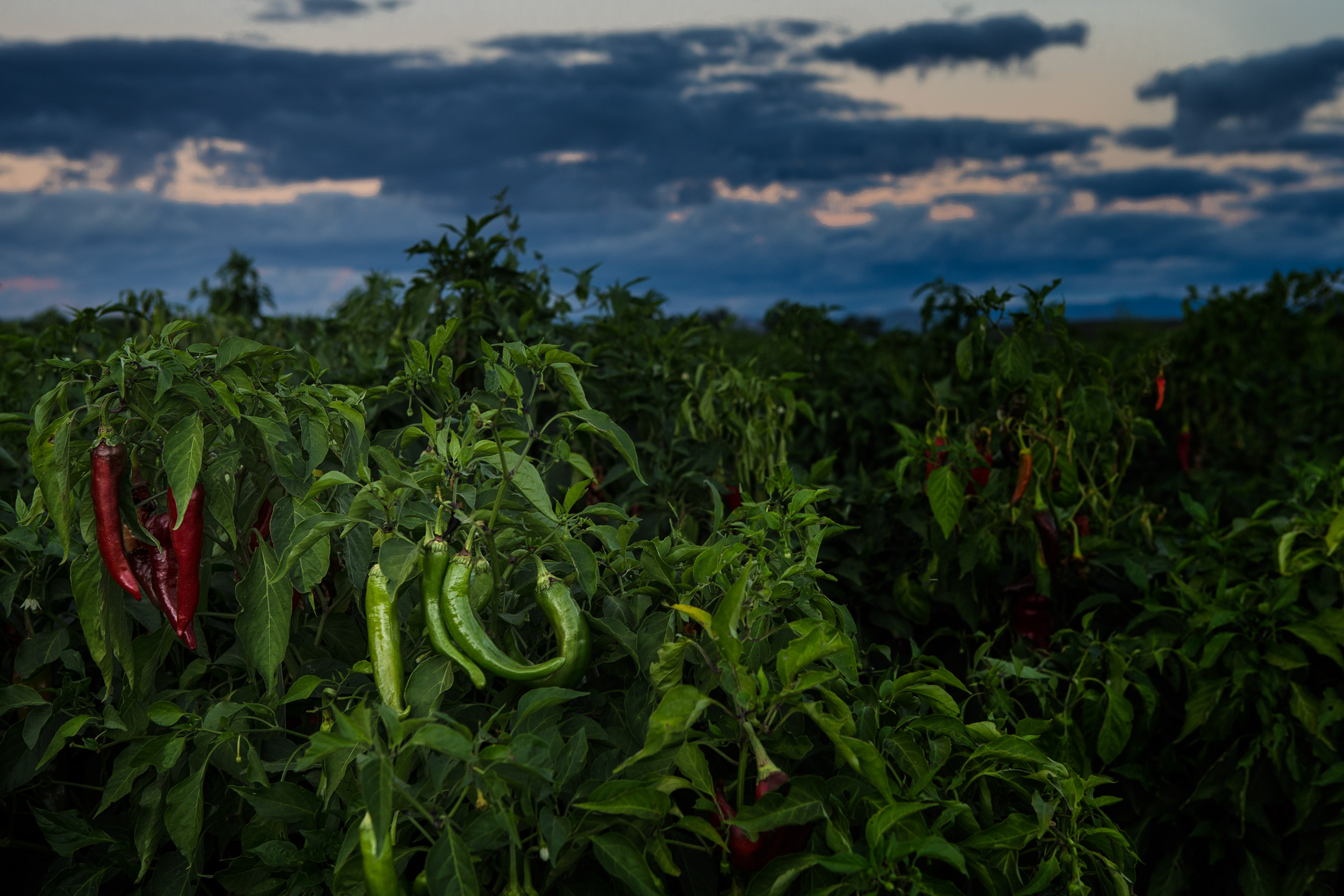 Agriculture photography with red and green hot chili peppers in field.