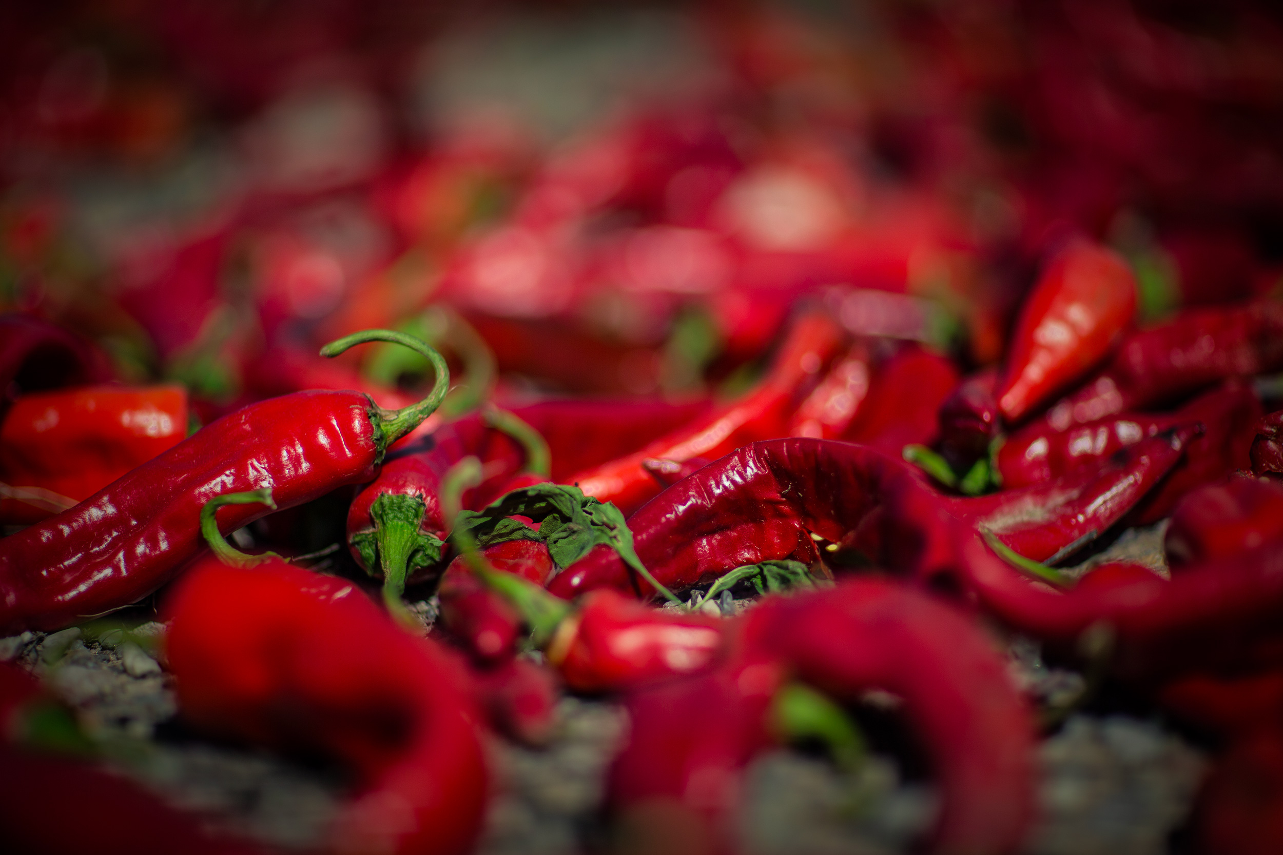 red chili peppers drying in a field. Agriculture Photography 