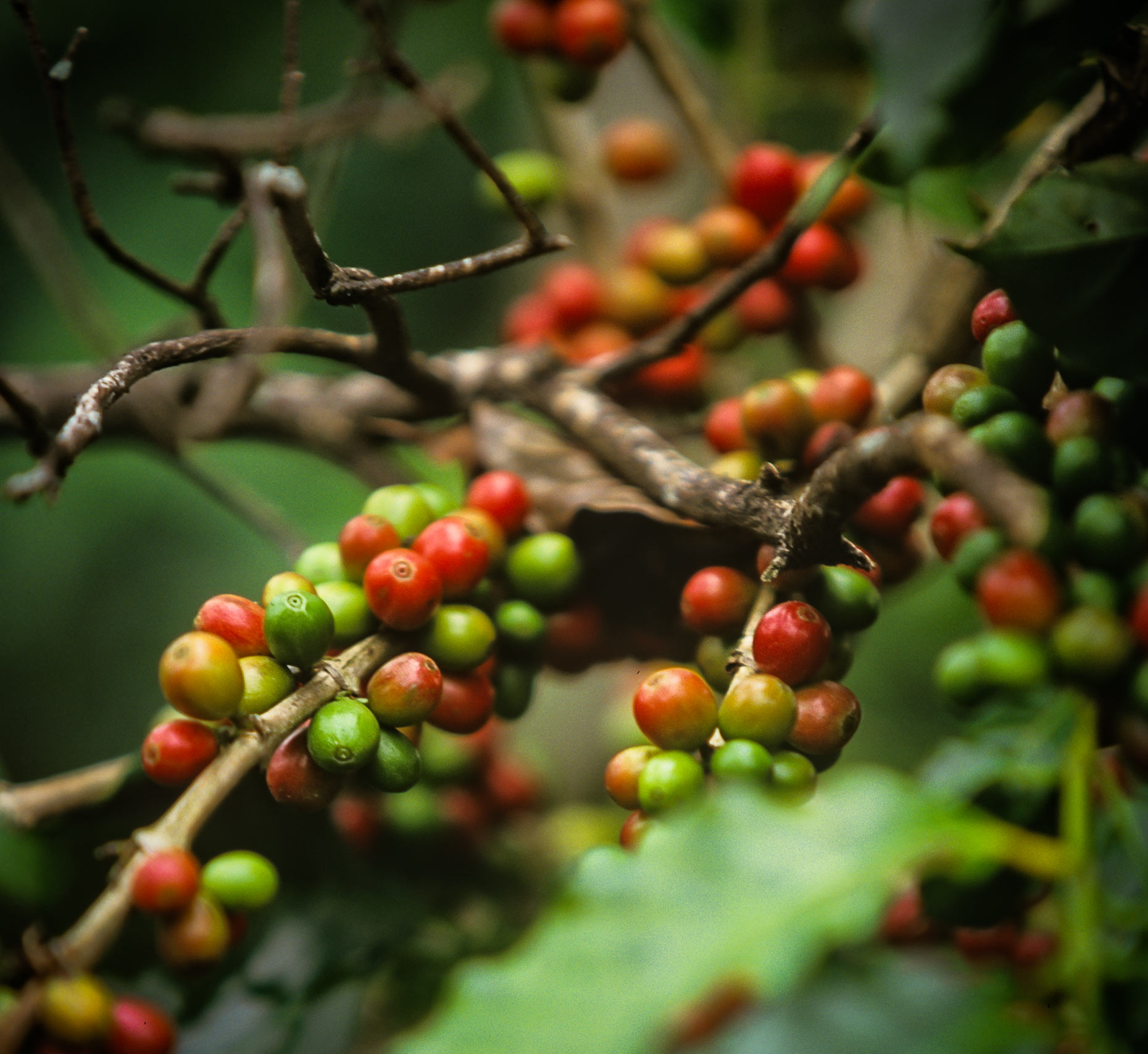 ripe coffee cherries on a tree. Agriculture photography