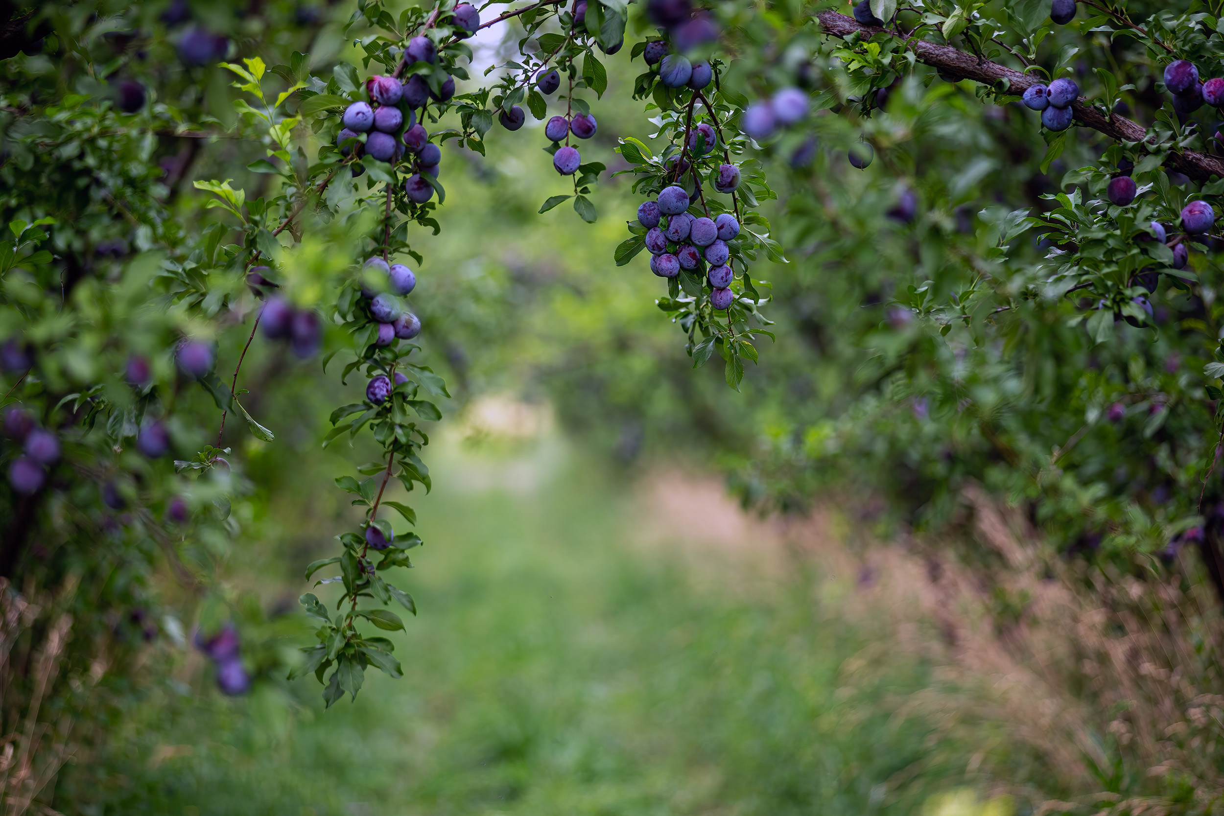 Organic plums hanging on a tree in an orchard. Agriculture Photography