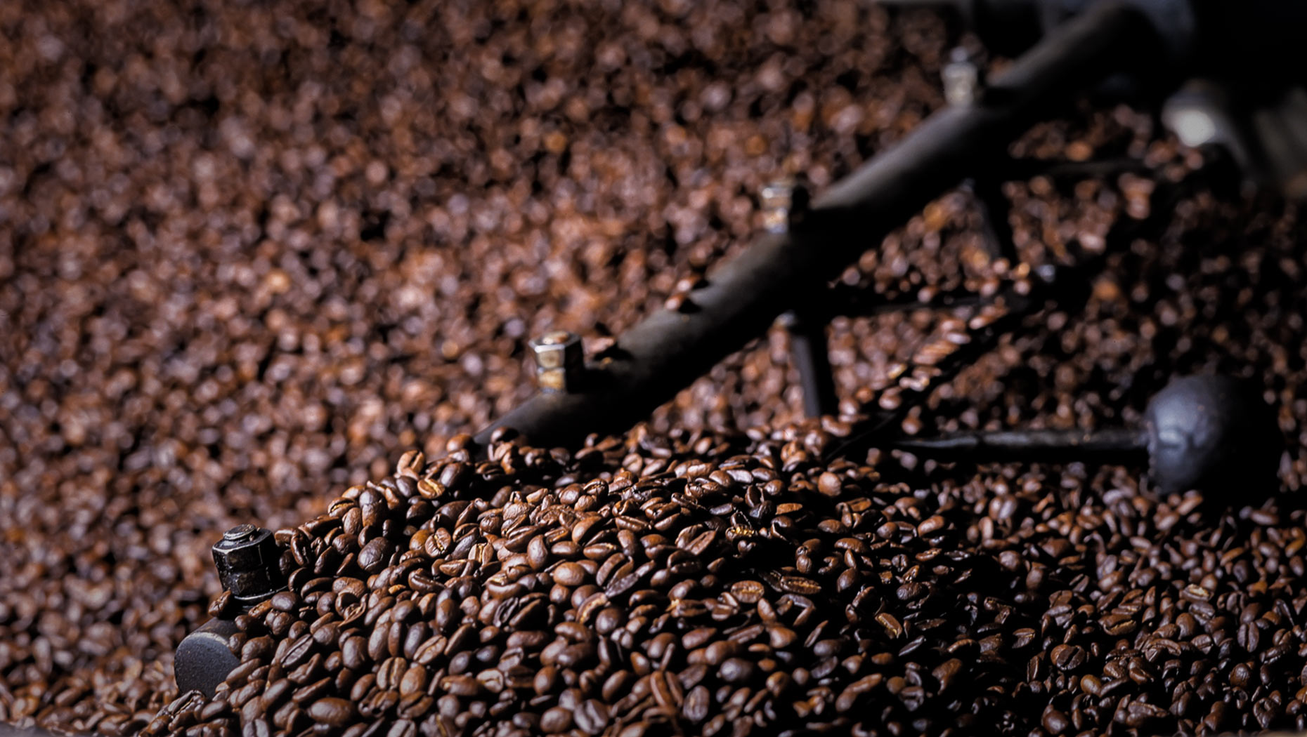 Roasted Coffee beans in roaster.