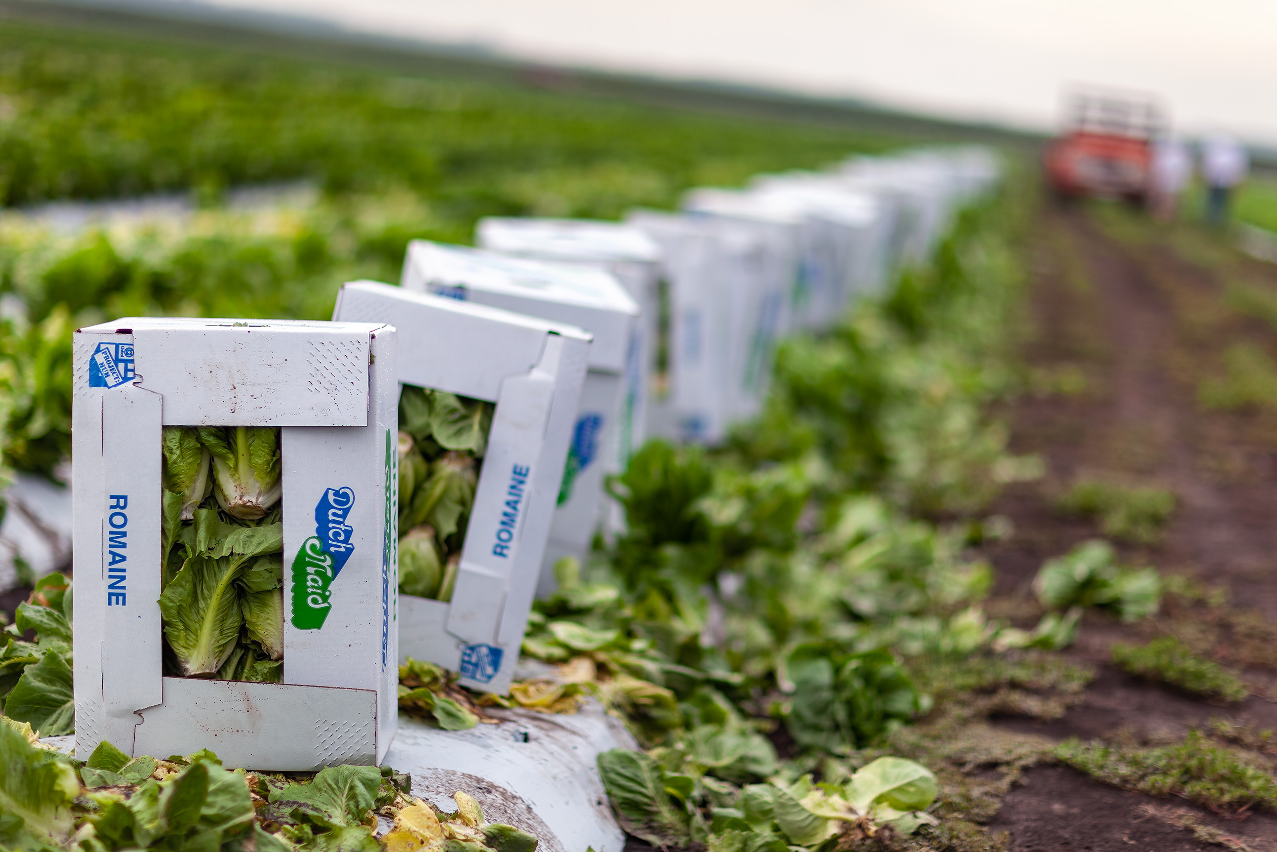 agriculture photography boxed up romaine lettuce in field. agriculture photography