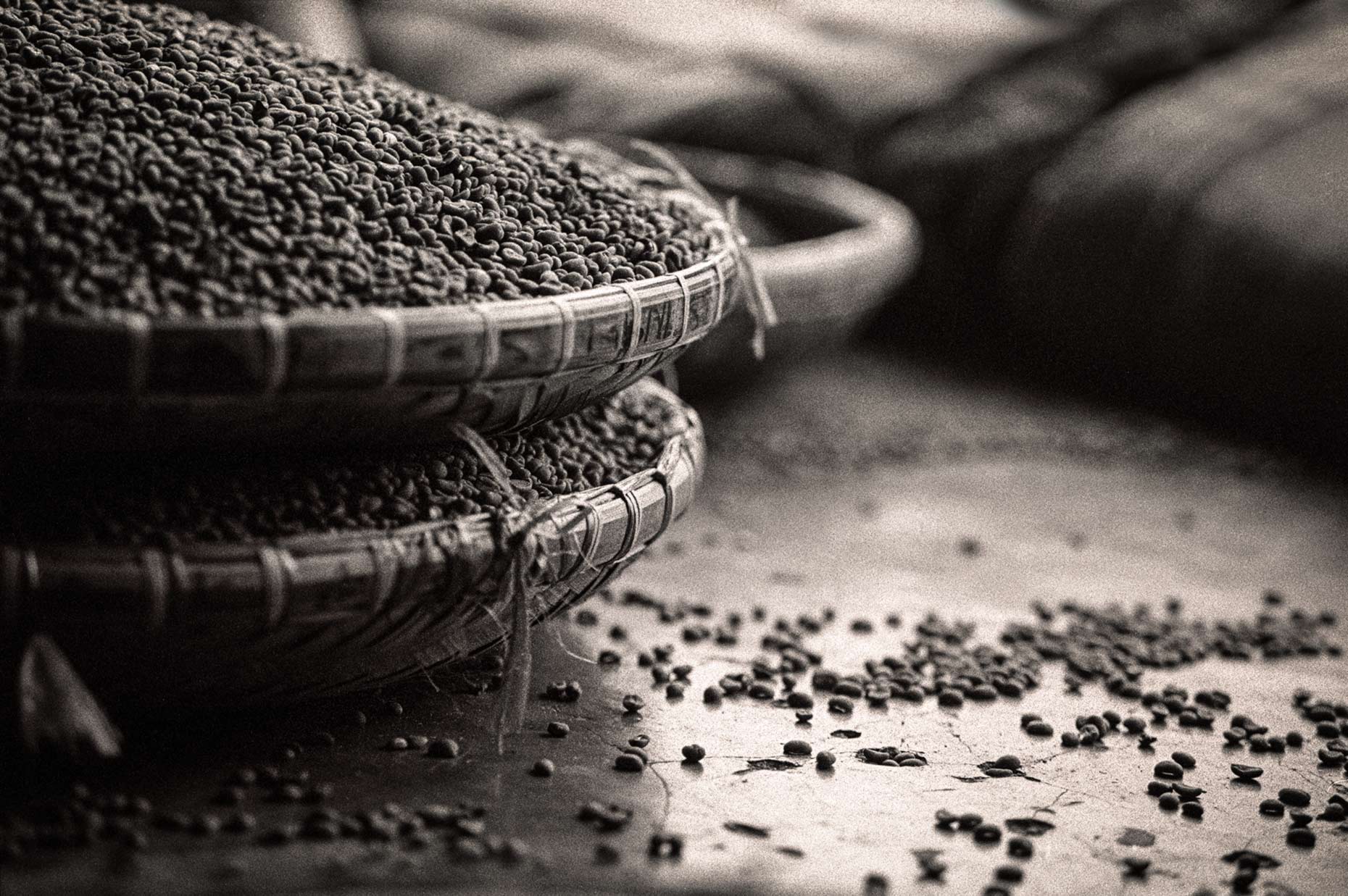 Sumatran dried coffee beans in sorting baskets. Agriculture photography