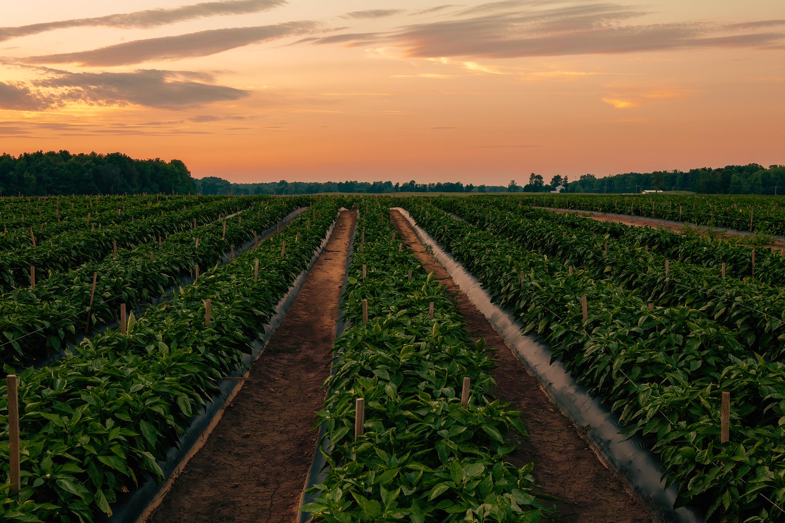 Pepper field at sunset. Agriculture Photography 