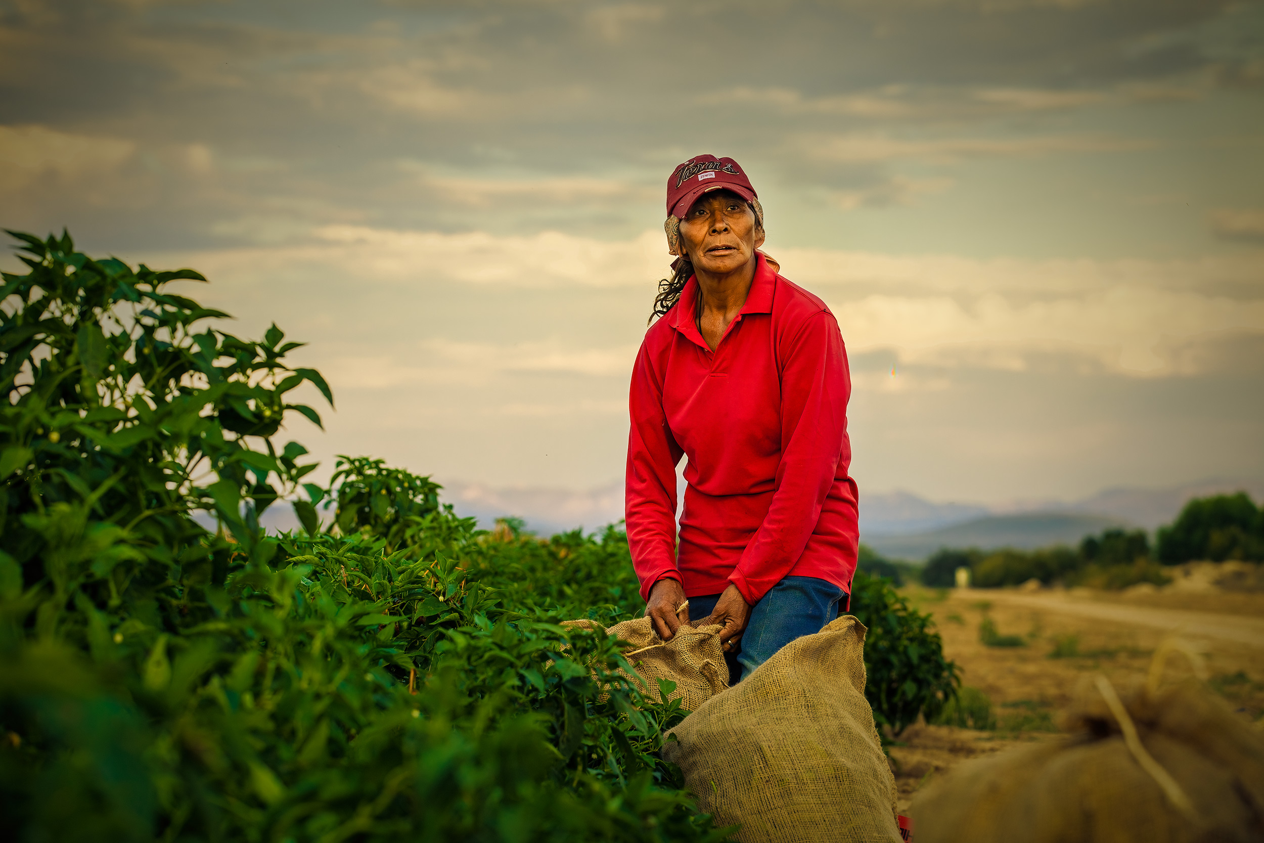 agriculture photography woman with chili pepper sacks in field